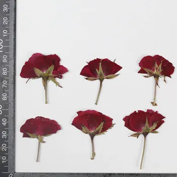 60pcs Secas Lado Pressionado Rosa Vermelha Flor de Plantas do Herbário Para a Jóia do Marcador de Telefone Caso do Frame da Foto de Vela de Arte DIY