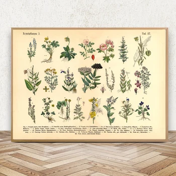 Vintage Botânico Ervas & Plantas Medicinais Cartazes e Estampas Decoração Home da Parede de Lona Pintura de Imagens para Cozinha Sala de estar